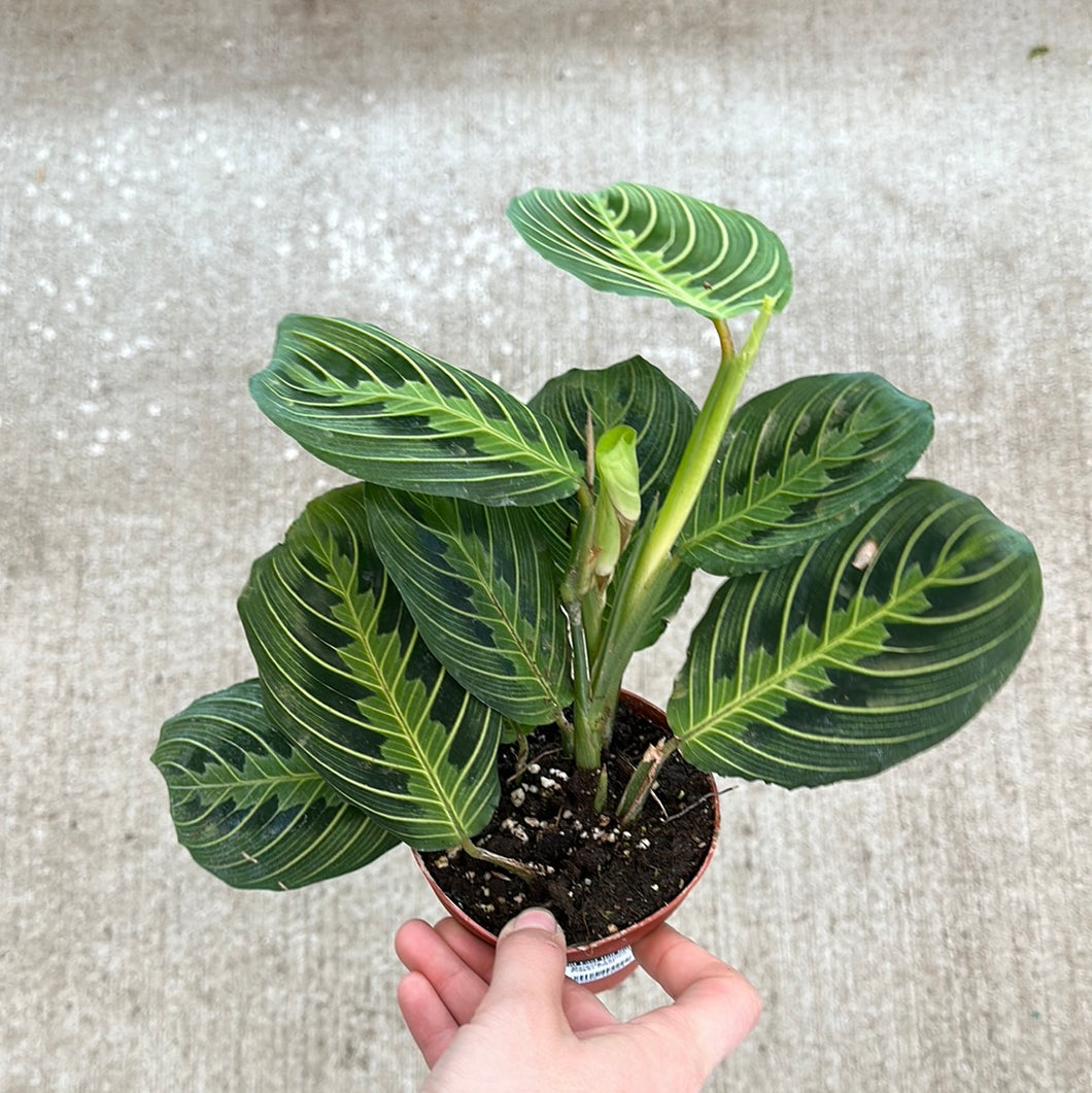 lemon lime prayer plant for sale Maranta Lemon Lime 4"