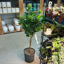Load image into Gallery viewer, Ficus Moclame Braid 10&quot;