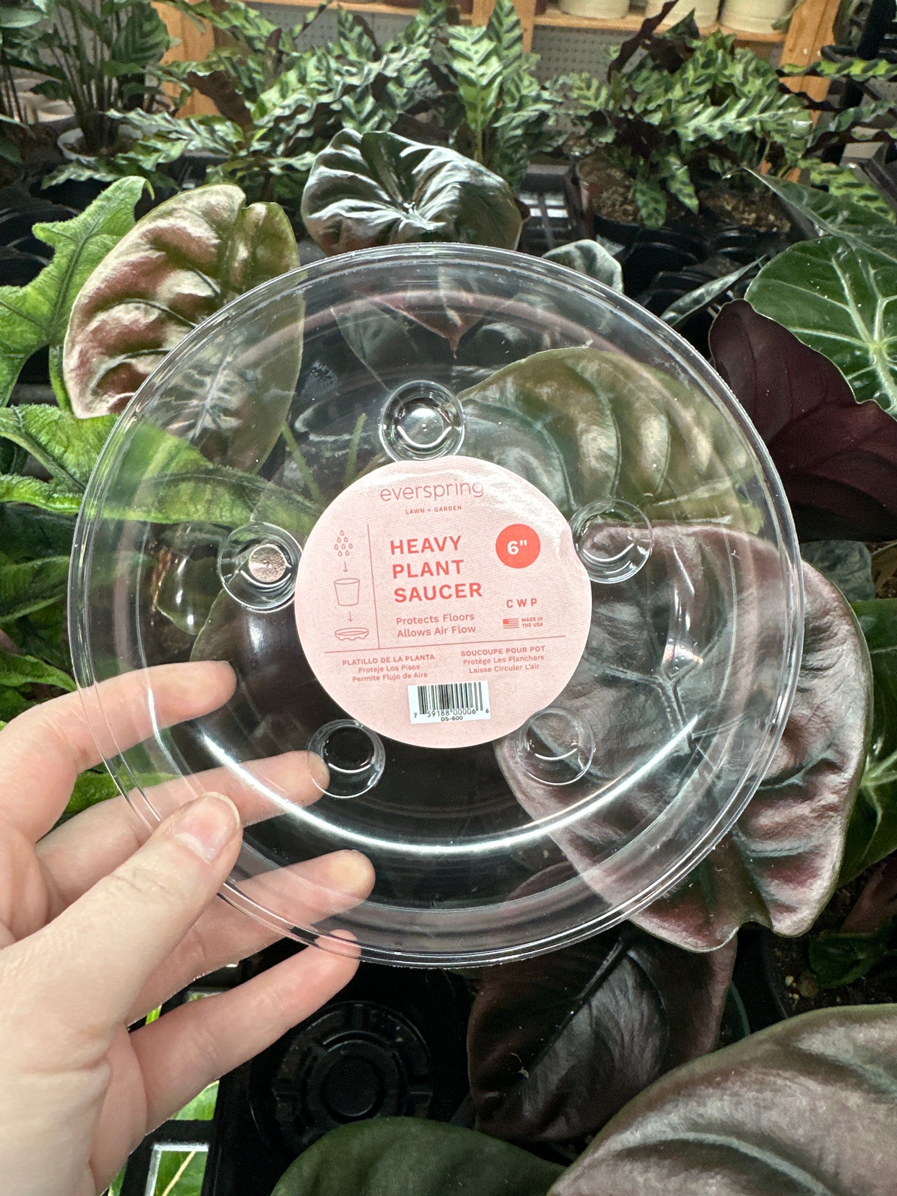 saucer plant Carpet Saver Saucer Clear 6"