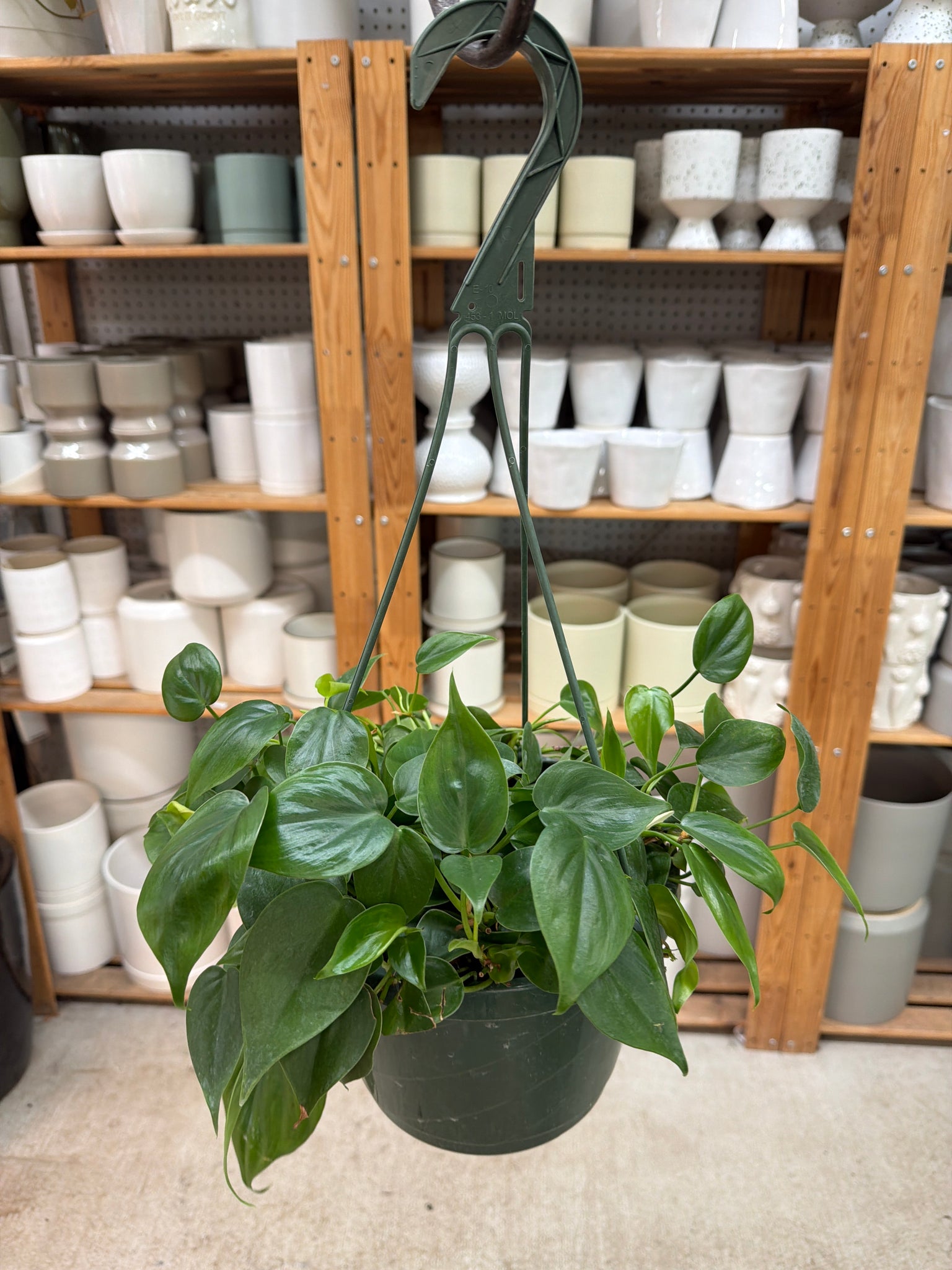 philodendron hb Philodendron Cordatum 8" HB