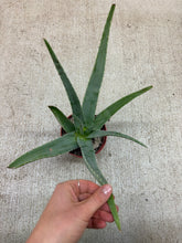 Load image into Gallery viewer, Aloe Vera 6"