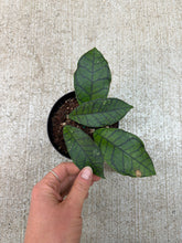 Load image into Gallery viewer, Hoya Callistophylla Round Leaf 4&quot; - Wax Plant