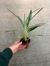 Load image into Gallery viewer, Aglaonema Bamboo 4&quot; - Chinese Evergreen