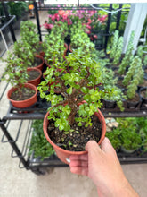 Load image into Gallery viewer, Portulacaria afra sp. 6&quot; - Tree Shape Elephant Bush