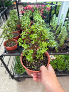 Portulacaria afra sp. 6" - Tree Shape Elephant Bush