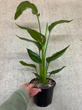 Load image into Gallery viewer, Strelitzia &#39;nicolai&#39; White Bird 6&quot; - White Bird of Paradise