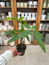 Load image into Gallery viewer, Pachira Aquatica 4" - Money Tree (Tight Braid)