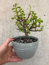 Load image into Gallery viewer, Portulacaria afra 6" - Elephant Bush