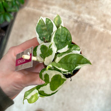 Load image into Gallery viewer, Epipremnum &#39;Pearls and Jade&#39; 2&quot; - Pothos