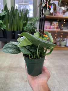Scindapsus sp. 4" - Satin Pothos
