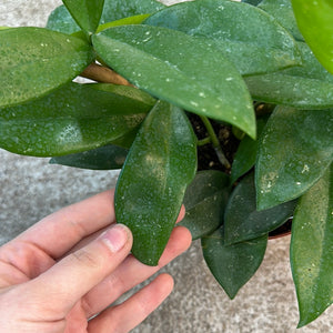 Hoya sp. 6" - Assorted Wax Plant on Hoop