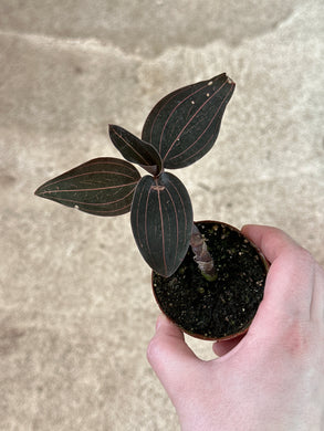 Ludisia discolor 3