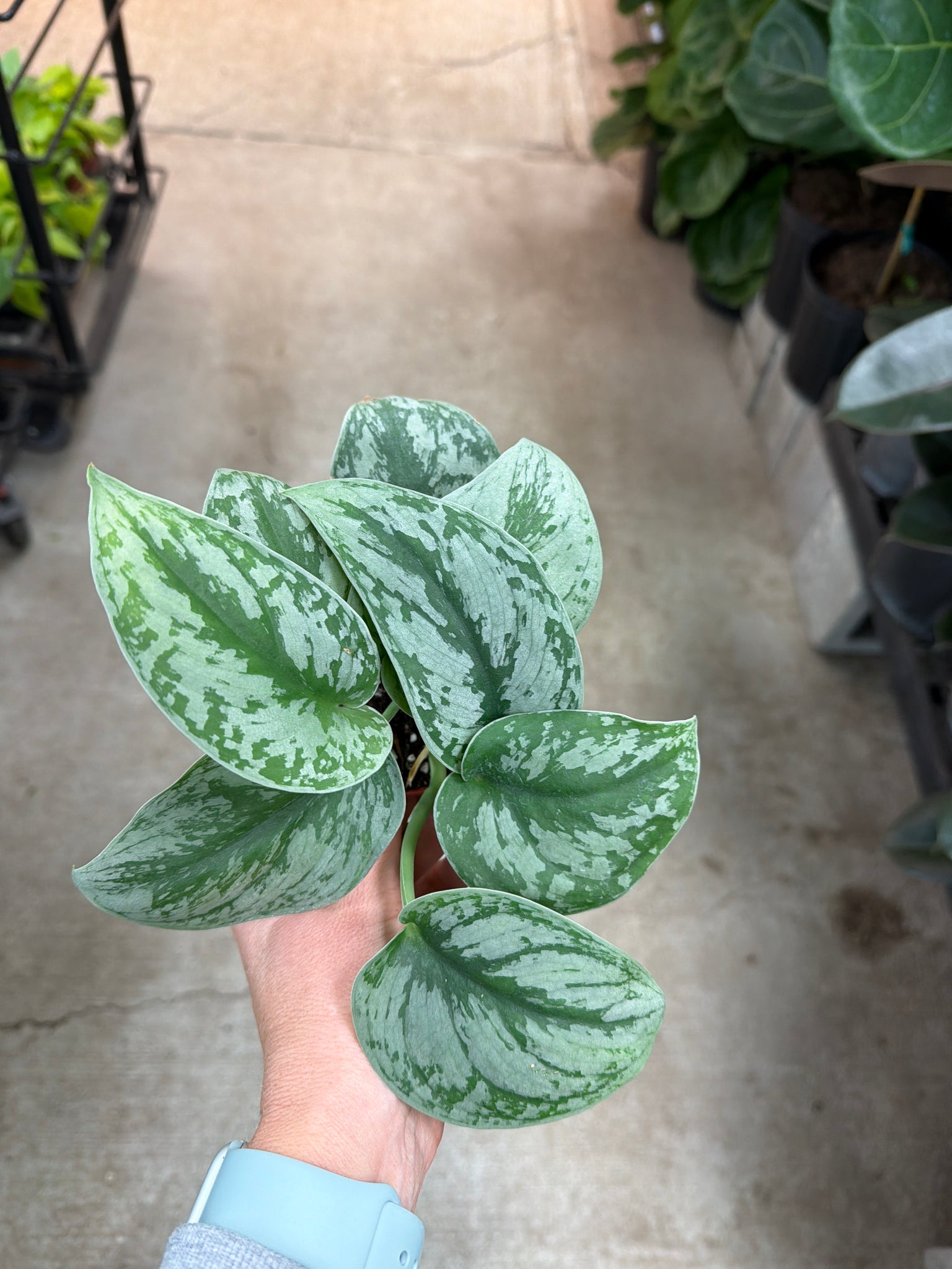pothos satin scindapsus exotica Scindapsus exotica 4"