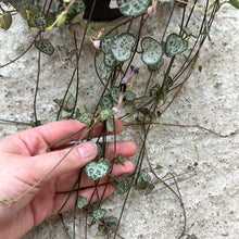 Load image into Gallery viewer, Ceropegia woodii 6&quot; HB