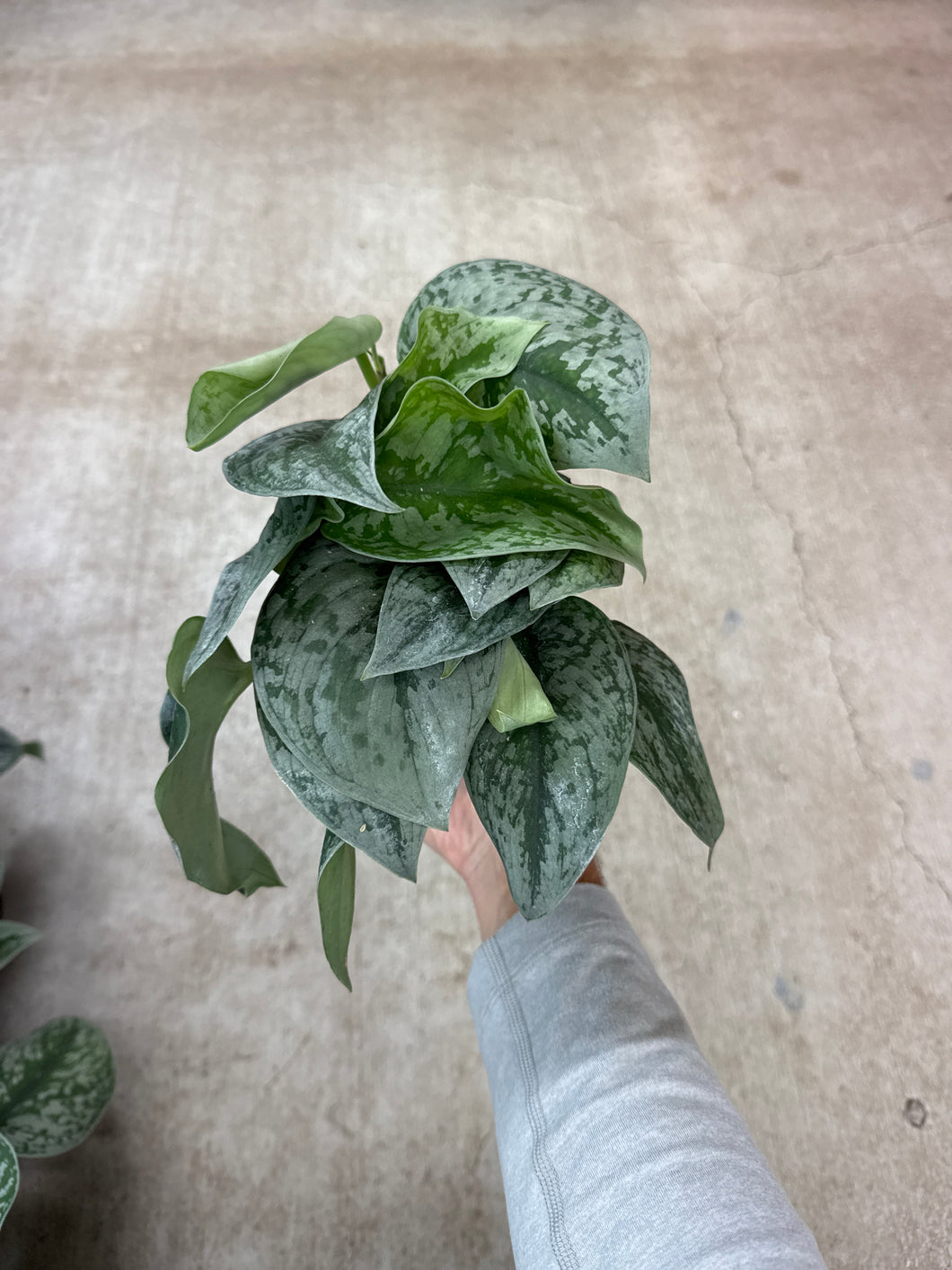 Scindapsus sp. 4