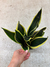 Load image into Gallery viewer, Sansevieria Black Gold Superba 6" - Black Gold Snake Plant