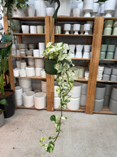 Load image into Gallery viewer, Epipremnum aur. 'Manjula' 6" HB - Pothos
