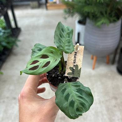 Maranta Green 2