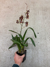 Load image into Gallery viewer, Oncidium Wildcat 'Golden Red Stars' 4"