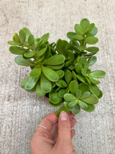 Load image into Gallery viewer, Senecio Jacobsenii 4" - Trailing Jade Plant