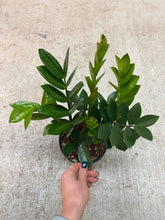 Load image into Gallery viewer, Zamioculcas Zamiifolia 6" - ZZ Plant