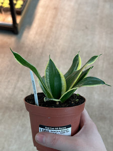 hahnii jade snake plant Sansevieria Marginata Jade 4"
