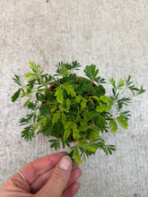 Load image into Gallery viewer, Mimosa pudica 4&quot; - Sensitive Plant