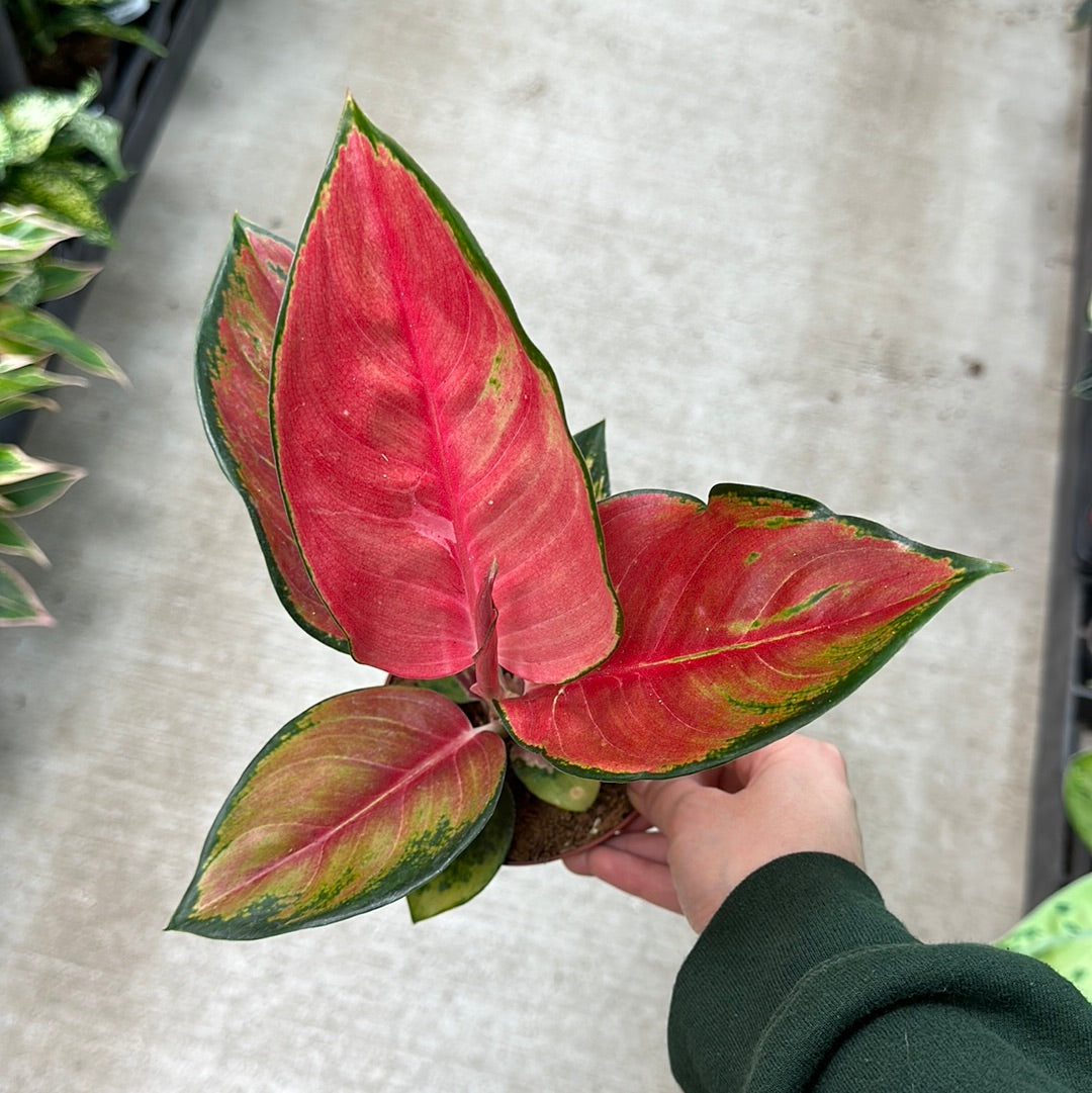 aglaonema super red Aglaonema Red King 4"