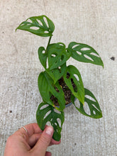 Load image into Gallery viewer, Monstera 'Monkey Mask' 4"
