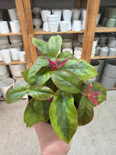Load image into Gallery viewer, Pereskia acu. 'Godseffiana' 4" - Lemon Vine