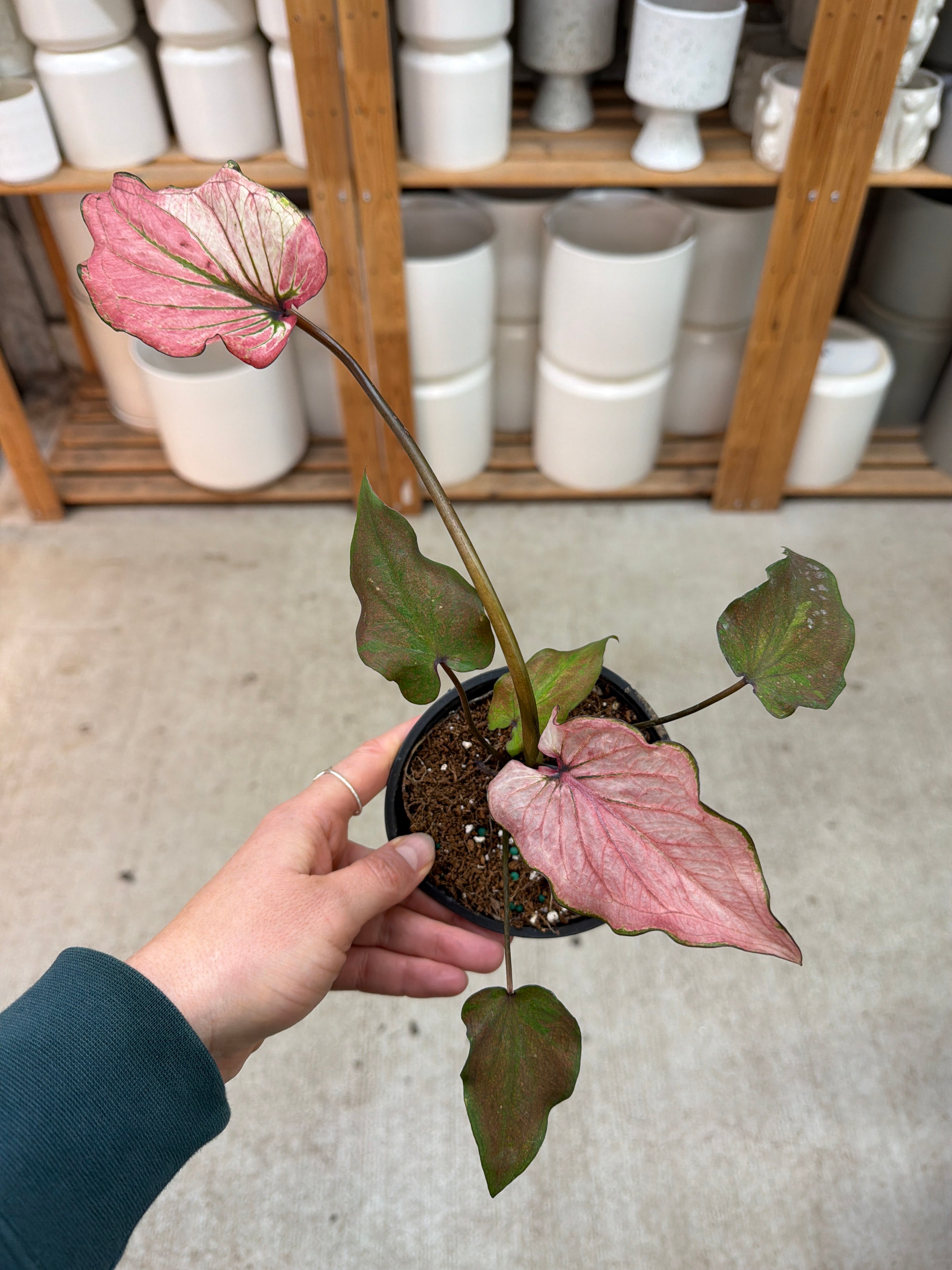anthurium caladium Caladium sp. 4"