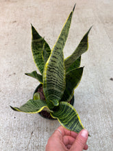 Load image into Gallery viewer, Sansevieria 'Golden Edge' 6"
