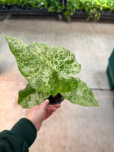 Load image into Gallery viewer, Alocasia odora &#39;Batik&#39; 4&quot; - Elephant Ear