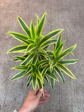 Load image into Gallery viewer, Dracaena reflexa 6&quot; - Song of India