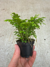 Load image into Gallery viewer, Selaginella kraussiana &#39;Frosty&#39; 2&quot; - Frosty Fern