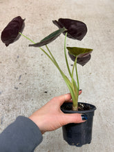 Load image into Gallery viewer, Alocasia cuprea 'Red Secret' 4"