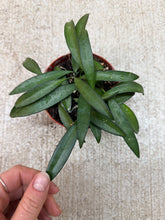 Load image into Gallery viewer, Hoya 'Wayetii' 4"