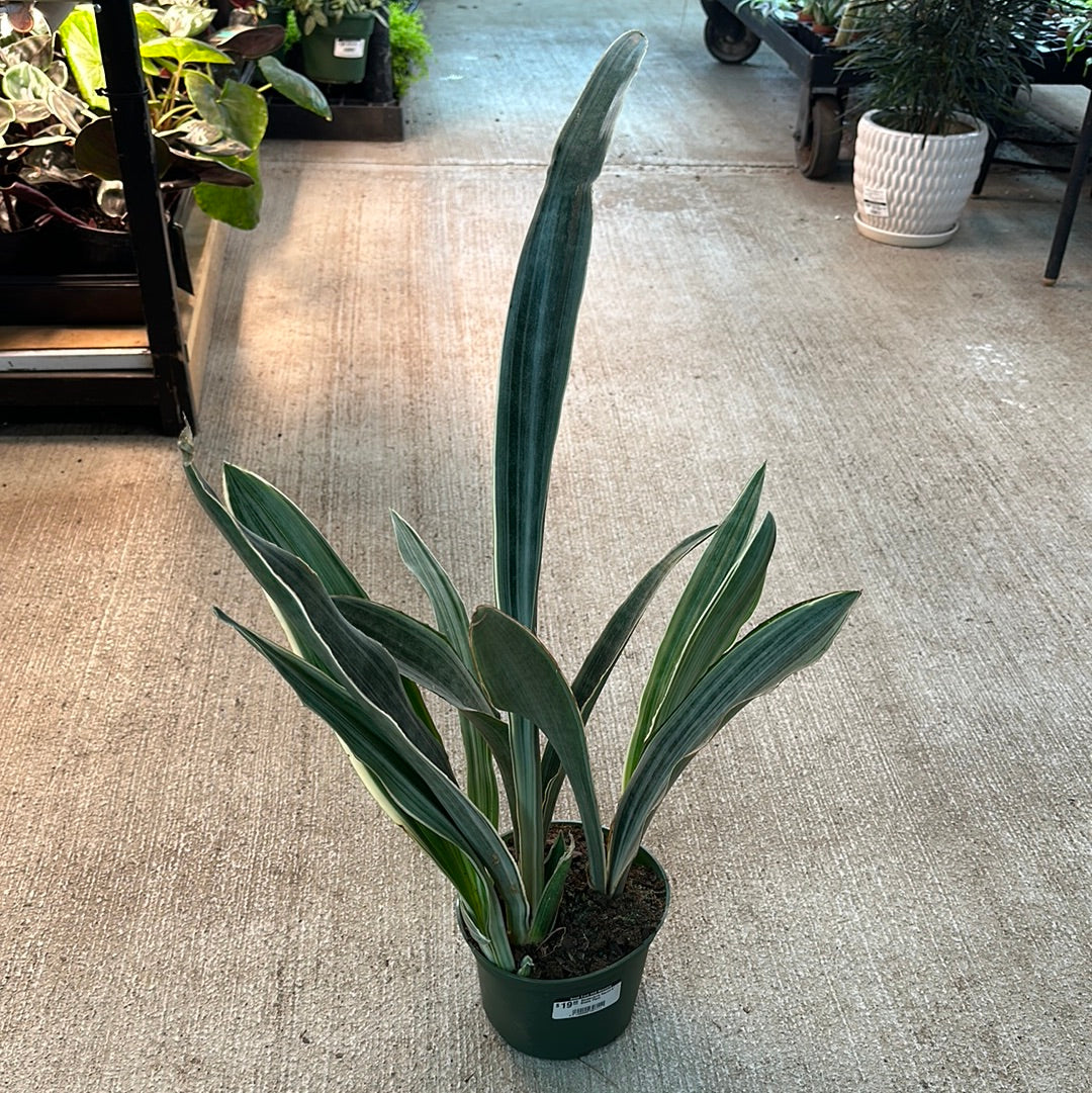 Sansevieria Sayuri 6