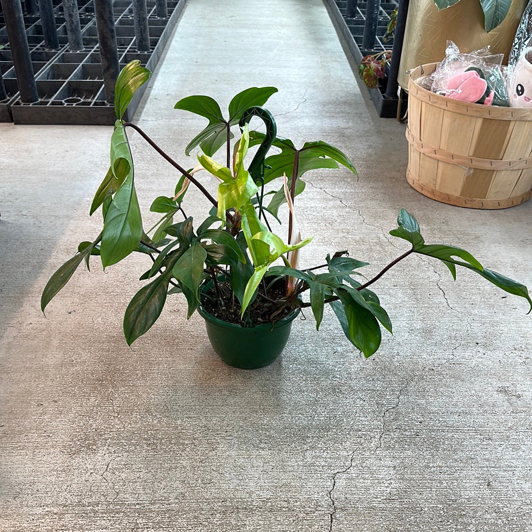 philodendron hb Philodendron Florida Green 8" HB