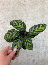 Load image into Gallery viewer, Calathea makoyana 4"