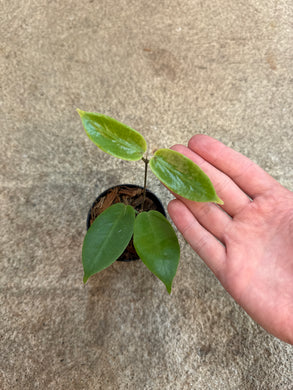 Hoya Inflata 2