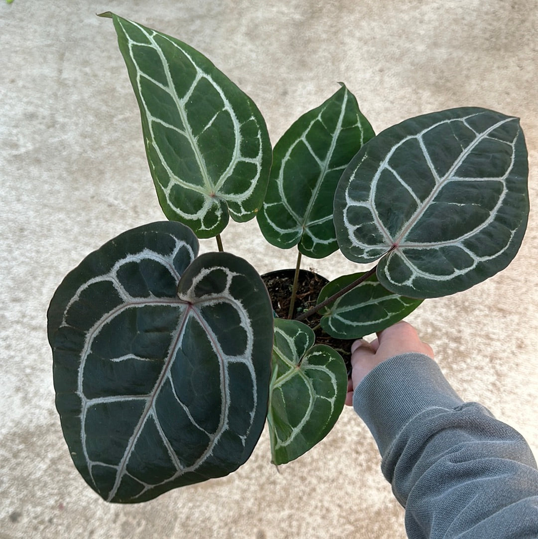 anthurium doc block Anthurium 'Michelle' Doc Block 4"