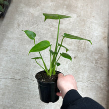 Load image into Gallery viewer, Monstera deliciosa 4&quot; - Split Leaf Philodendron