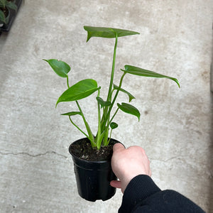 Monstera deliciosa 4" - Split Leaf Philodendron