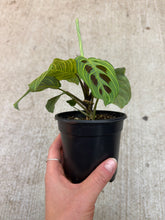 Load image into Gallery viewer, Maranta Fantasy 4" - Prayer Plant
