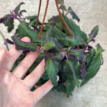 Load image into Gallery viewer, Gynura aurantiaca 8&quot; HB - Purple Passion Plant