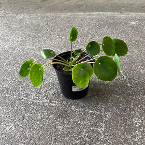 Pilea peperomioides 4" - Chinese Money Plant