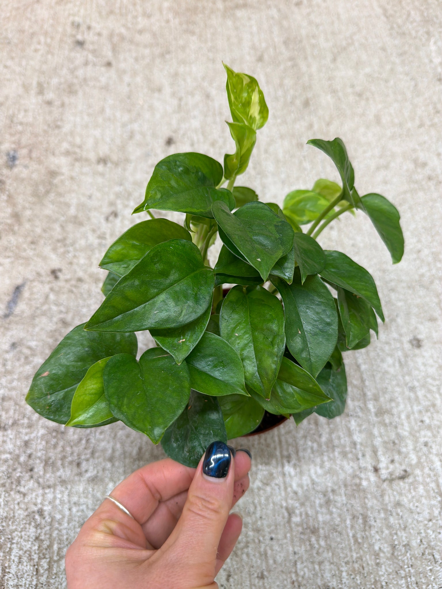 emerald pothos Epipremnum aureum 'Global Green' 4"