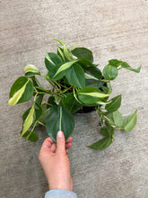 Load image into Gallery viewer, Philodendron &#39;Silver Stripe&#39; 6&quot;
