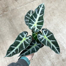 Load image into Gallery viewer, Alocasia amazonica &#39;Bambino&#39; 4&quot;